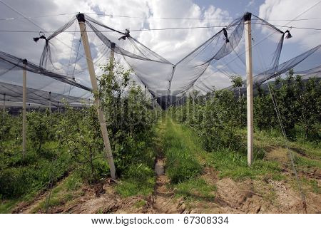 Orchards Protective Nets