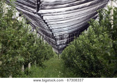 Orchards Protective Nets
