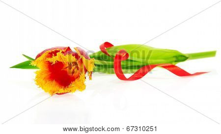 The bright tulip and red tape