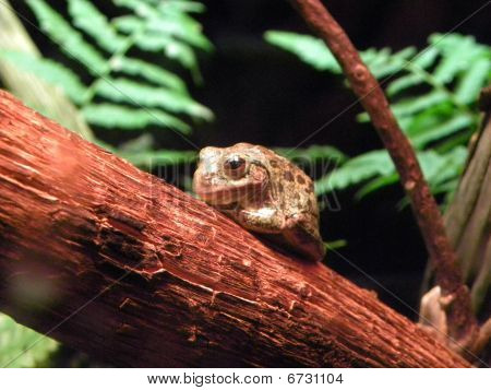 Brown frog in garden