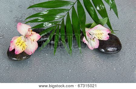 Big leaf of howea over stones and an alstroemeria