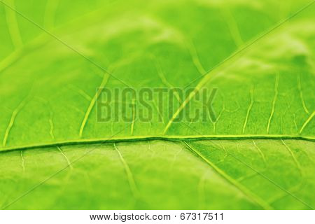 Fresh dreen leaf texture macro close-up