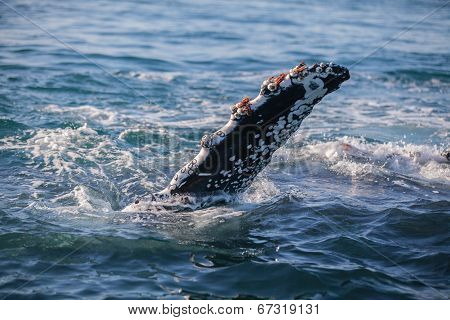 Barnacle encrusted fluke of a humpback whale