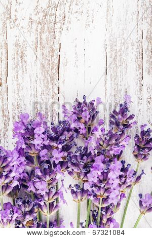 Fresh Lavender