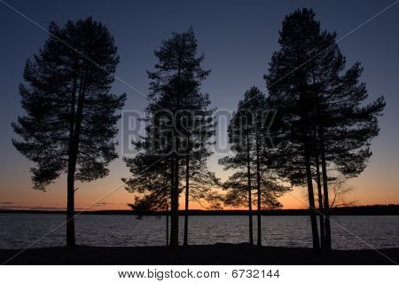 einige Bäume vor See