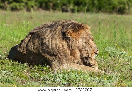Lion lying in the grass