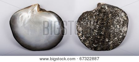 Oyster in and out