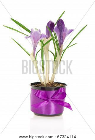 Pot of crocuses decorated with tape and bow
