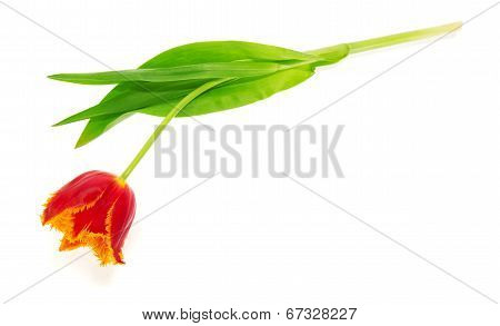 The bright tulip