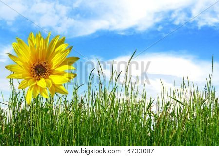 Tournesol et vert herbe