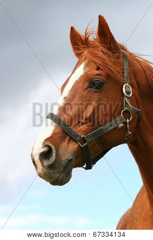 Portrait of nice brown horse