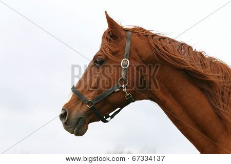 Portrait Of Bay Sportive Horse