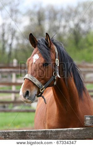 Portrait of nice brown horse