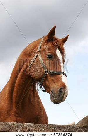 Portrait of a young stallion