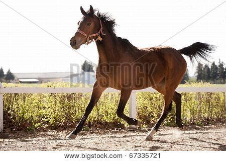 Amazing horse with flying mane running