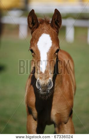 Little colt in pasture