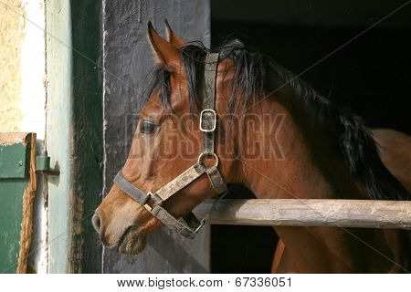 Stallion portrait at the corral door