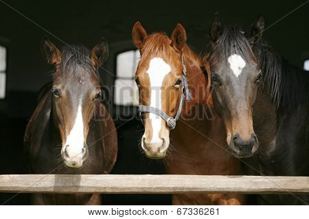 Horses in the barn door