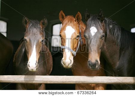 Youngsters in the barn