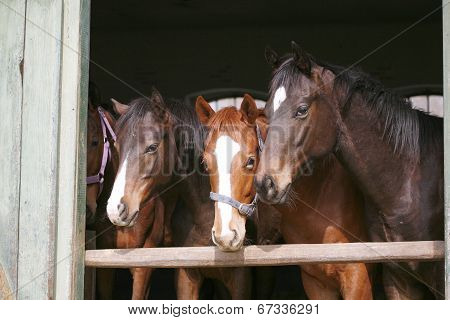 Purebred youngsters in the barn