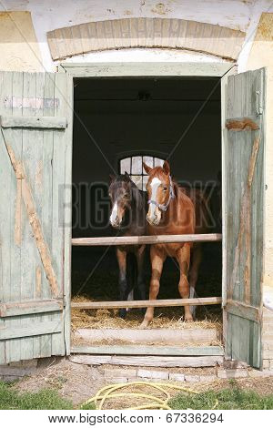 Thoroughbred houngsters in the barn