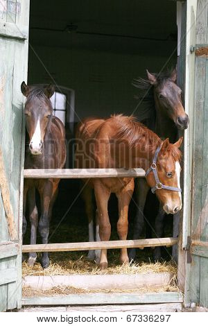 Youngsters in the barn