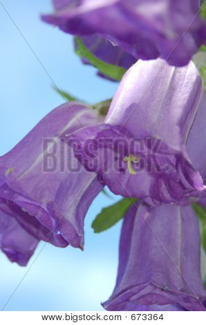 campanula