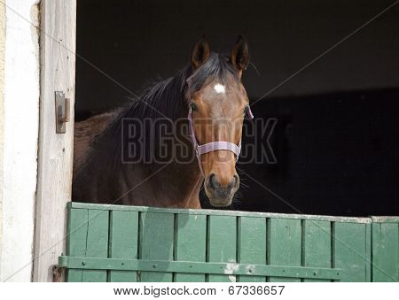 Horse standing in the barn