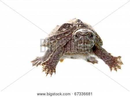 Musk Turtle