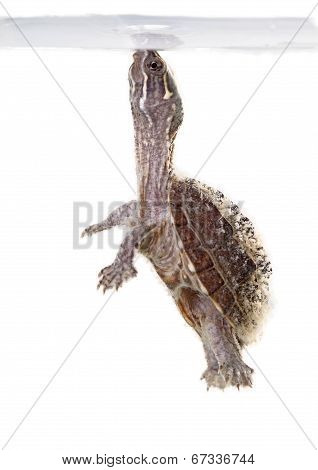 Musk Turtle