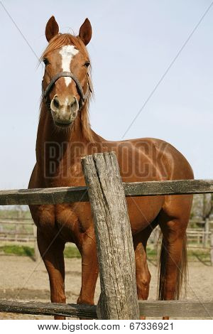 Purebred bay horse in the corral