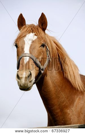 Portrait of nice brown horse