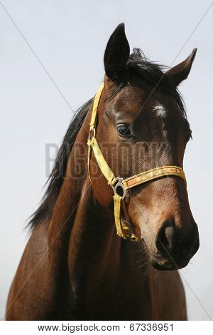 Head-shot of a chestnut horse