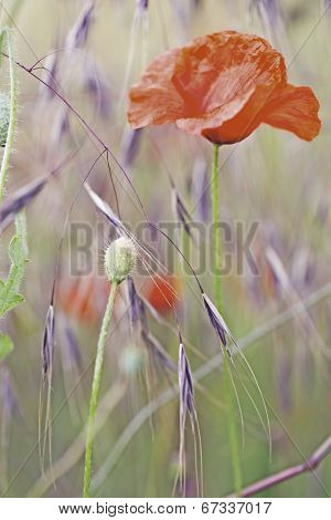 red poppy wildflower, these field flowers are the symbol of veterans day and grow in Flanders fields. Flower background with poppies growing between the corn. 