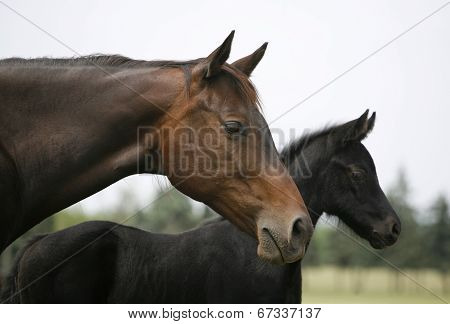 Close-up of a mother horse and her baby colt