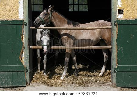 Arabian racing horses standing in the barn