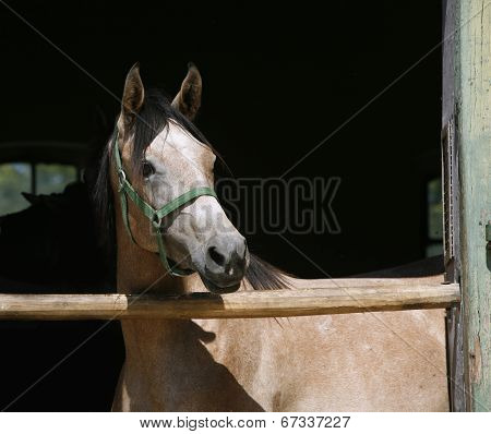 Arabian horse stallion portrait at the corral door.