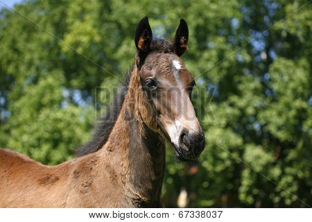 Close-up head shot of beautiful colt set against green background