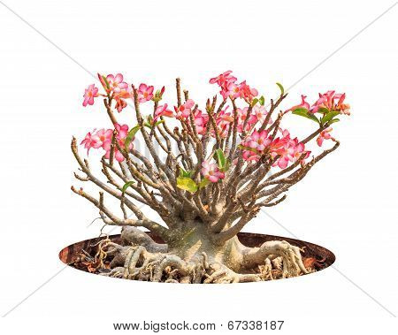 Adenium Obesum Tree Also Known As Desert Rose, Impala Lily, Mock Azalea, Tropical Tree In The Northe
