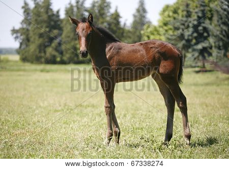 Few weeks old colt in pasture