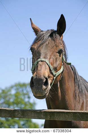 Portrait of nice brown bay horse