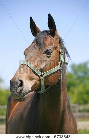 Head shot of a chestnut horse