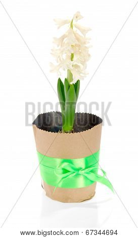 Pot with hyacinth