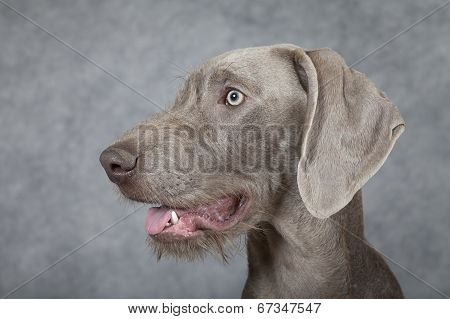 Portrait Of Wirehaired Slovakian Pointer Dog, Five Months Old