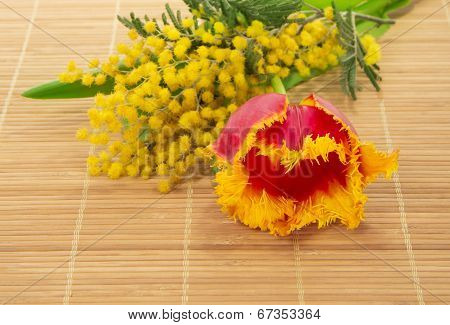 Tulip, mimosa on the bamboo cloth