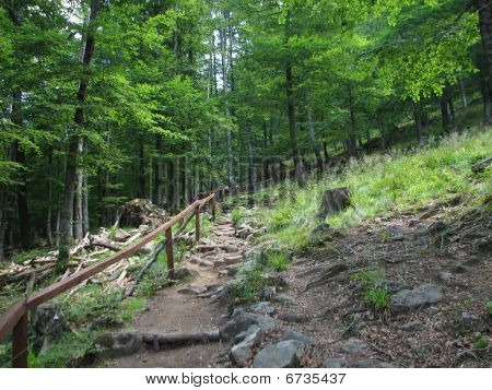 Rooster kam - Gutai bjerge Maramures Rumænien