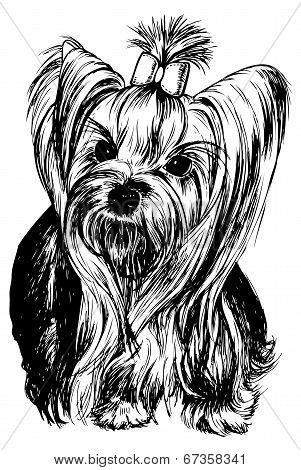Yorkshire Terrier