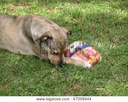 dog with toy