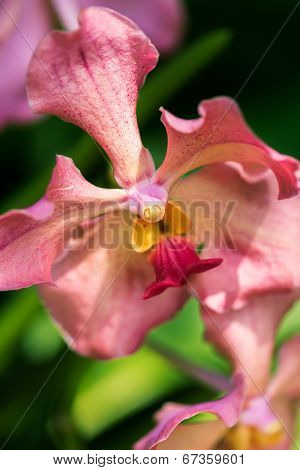 Pink Vanda Usha Orchid Flower, Close Up