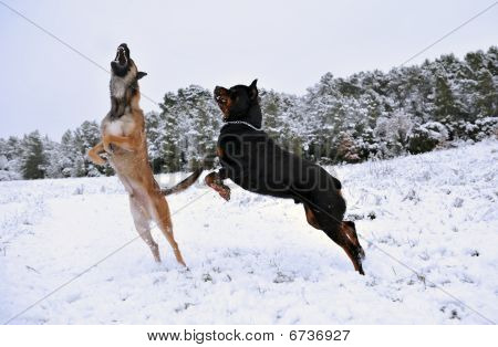 Spille hunde